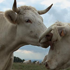 Photo Bovines