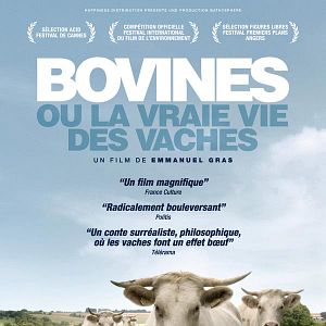 Photo Bovines