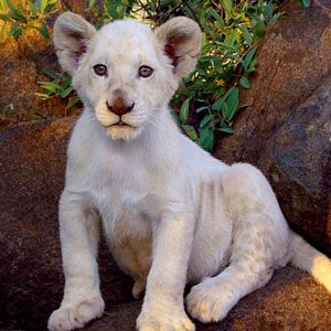 Photo White Lion