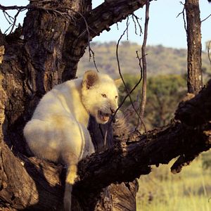 Photo White Lion