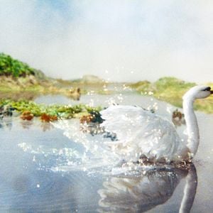 Photo Le Vilain petit canard