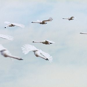 Photo Le Vilain petit canard