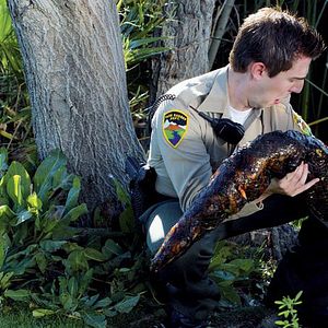 Photo Mega Python vs. Gatoroid