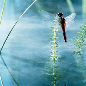 Photo Marie Pérennou