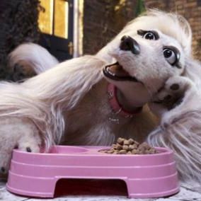 Photo Mongrels