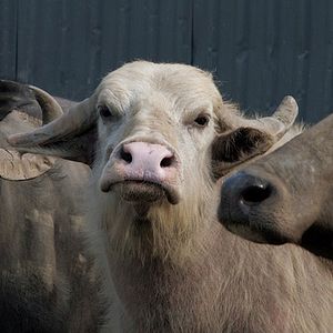 Photo Bestiaire
