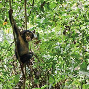 Photo Alastair Fothergill