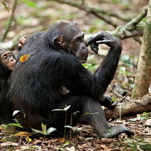 Photo Chimpanzés