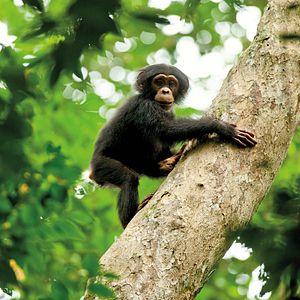 Photo Chimpanzés