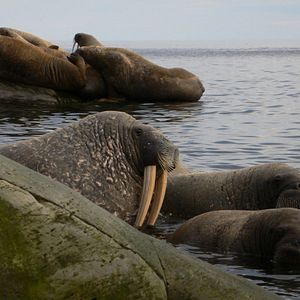 Photo Arctique