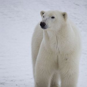 Photo Arctique