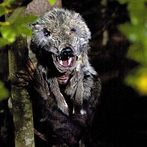 Photo Wolfsfährte