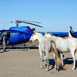 Photo Gazelle