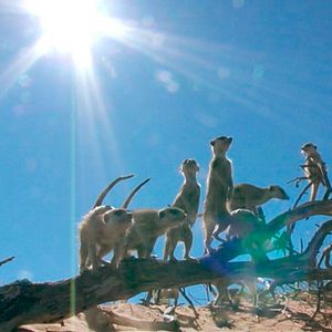 Photo Le Clan des suricates, l'aventure commence