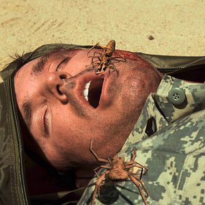 Photo Camel Spiders