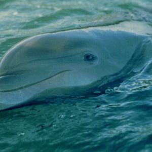 Photo La Grenouille et la Baleine
