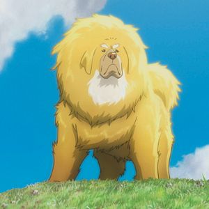 Photo Le Chien du Tibet