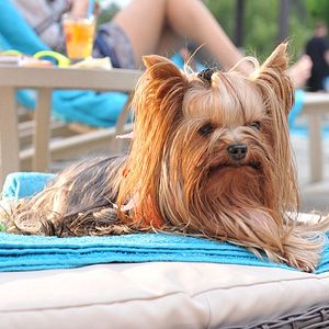 Photo Le Chihuahua de Beverly Hills 3 : Viva La Fiesta !