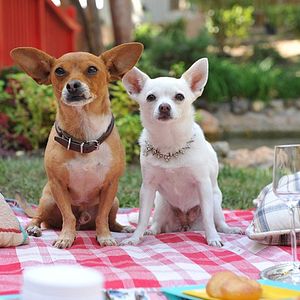 Photo Le Chihuahua de Beverly Hills 3 : Viva La Fiesta !