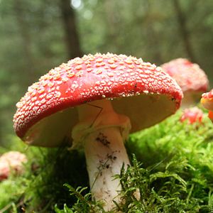 Photo La Planète verte