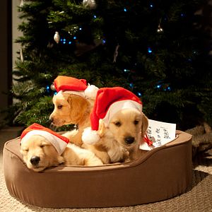 Photo 3 Amis pour Noël