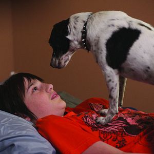 Photo Un chien croc bien