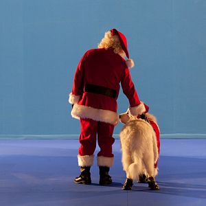Photo Les Chiots Noël, la relève est arrivée