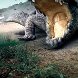 Photo Million Dollar Crocodile