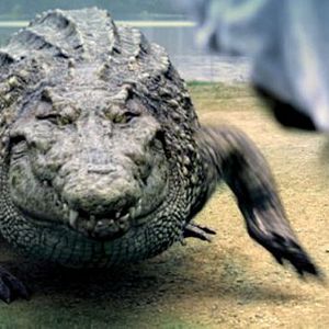 Photo Million Dollar Crocodile