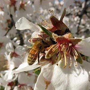 Photo Des Abeilles et des Hommes