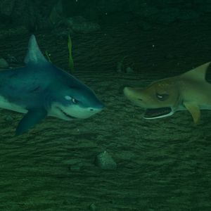 Photo Festin de requin 2, Le recif se rebelle