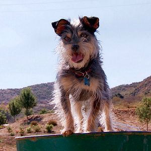 Photo Gabe : Un amour de chien