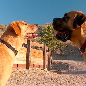 Photo Gabe : Un amour de chien