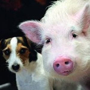 Photo Animalement vôtres (TV)