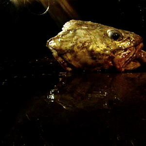 Photo Leviathan
