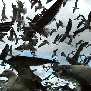 Photo Leviathan