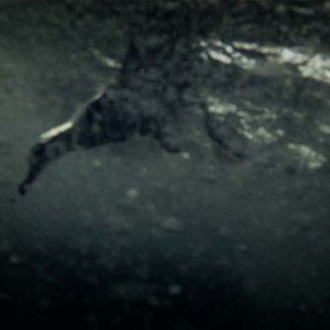 Photo Leviathan