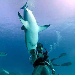 Photo L'homme qui charmait les requins