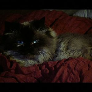 Photo Pisse de chat