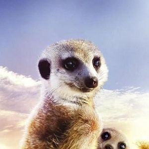 Photo Le Clan des suricates