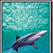 Photo Alerte aux requins