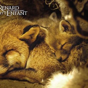 Photo Le renard et l'enfant
