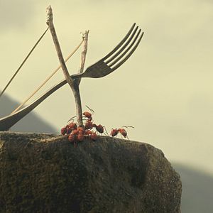 Photo Minuscule - La vallée des fourmis perdues