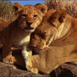 Photo Le Clan des rois