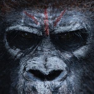Photo La Planète des singes : l'affrontement