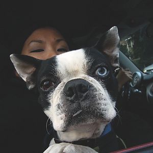 Photo Doggie Boogie - Get your Grrr on!