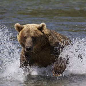 Photo Terre des Ours
