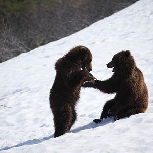 Photo Terre des Ours