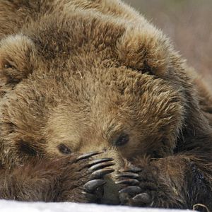 Photo Terre des Ours