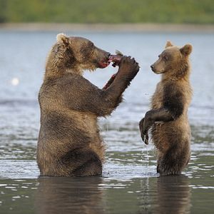 Photo Terre des Ours